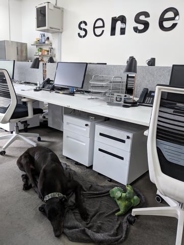 Eli Rescue Greyhound Office Dog